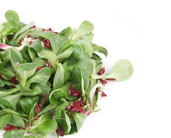 Close up of basil with cabbage. — Stock Photo, Image