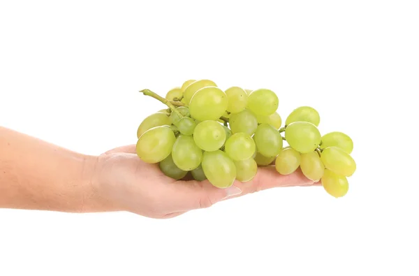 Mano sostiene uvas blancas . —  Fotos de Stock