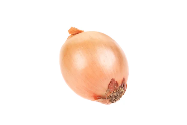 Golden onion. — Stock Photo, Image
