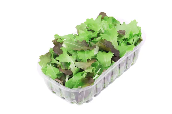 Plastic box full of lettuce salad. — Stock Photo, Image