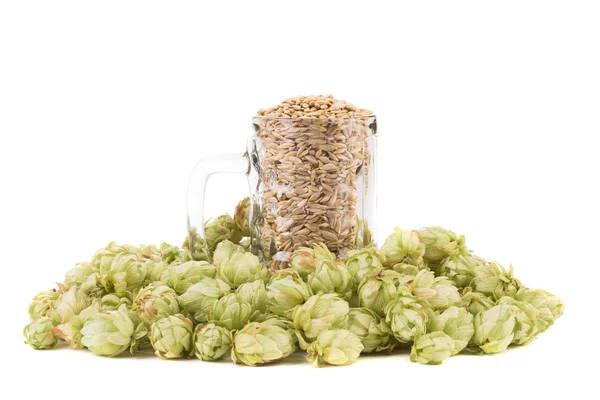 Fresh barley and hop. — Stock fotografie