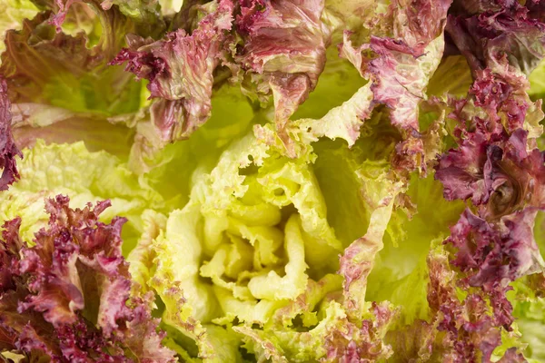 Red lettuce leaves close up. — Stock Photo, Image