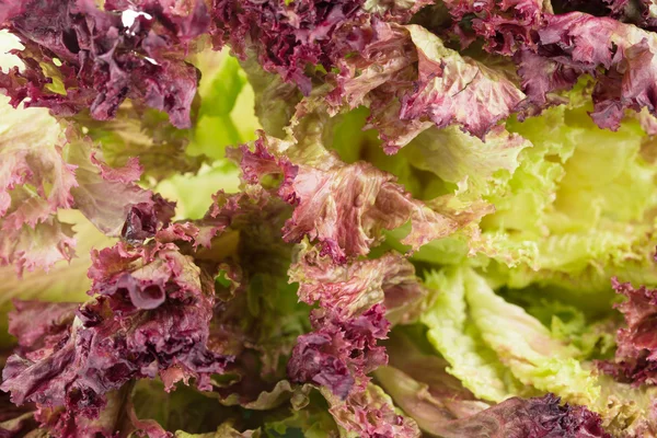 Fresh red lettuce as a background. — Stock Photo, Image