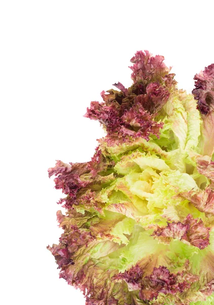 Fresh red lettuce salad. — Stock Photo, Image