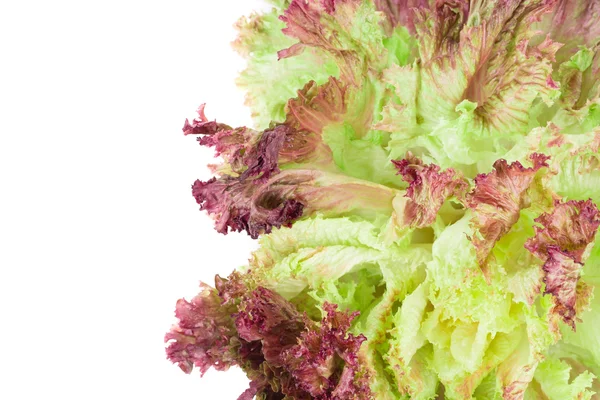 Red lettuce isolated on white. — Stock Photo, Image