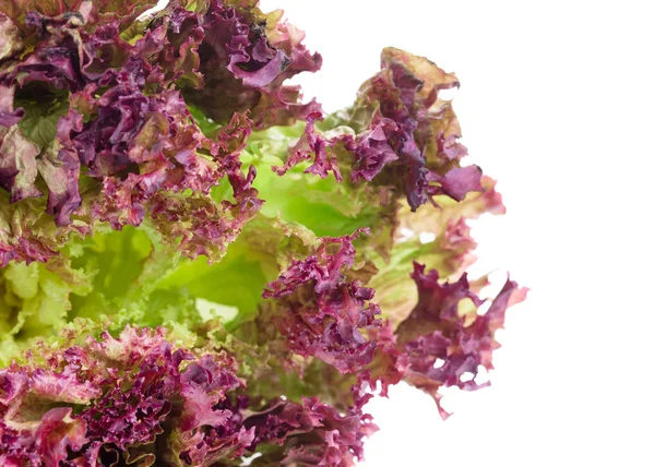 Red lettuce isolated on white. — Stock Photo, Image