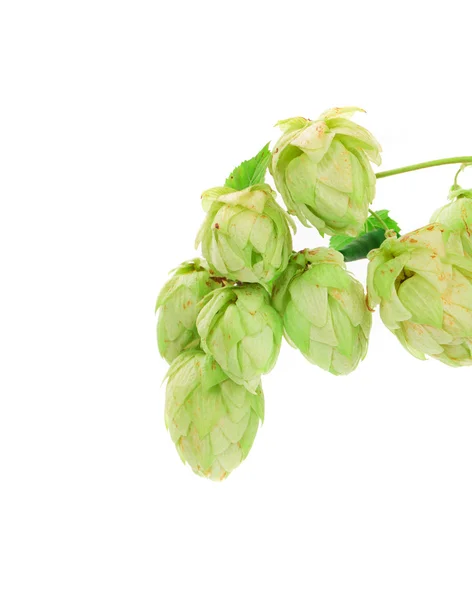 Hop gröna blomblad. — Stockfoto