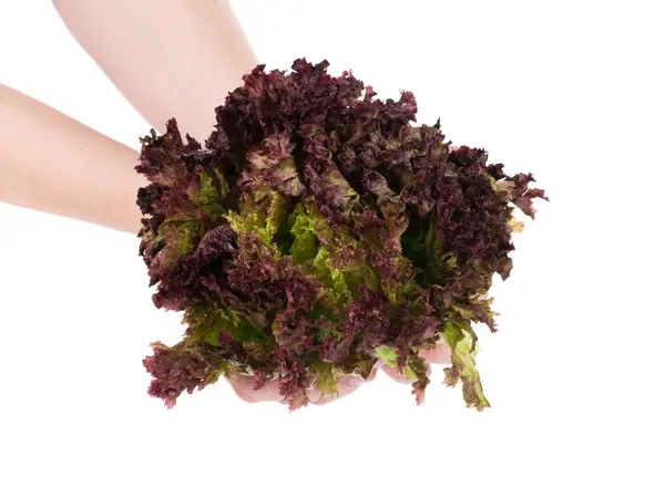 Hands holding lettuce. — Stock Photo, Image