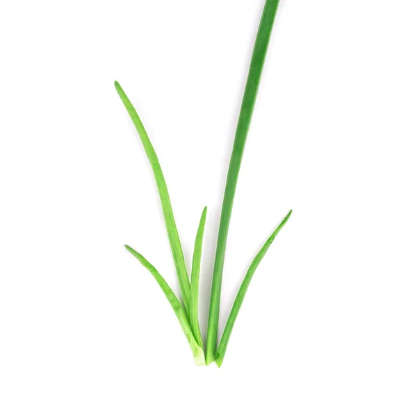 Spring green onion. — Stock Photo, Image