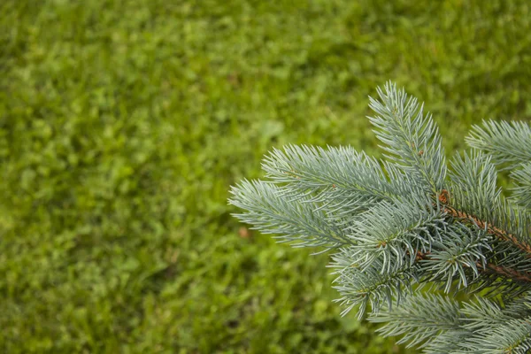 Blue spruce branch — Stock Photo, Image