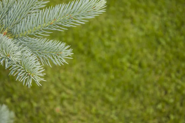 Blue spruce branch — Stock Photo, Image