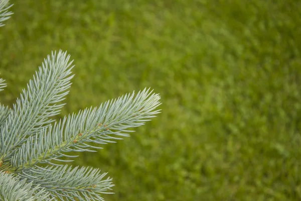 Blue spruce branch — Stock Photo, Image