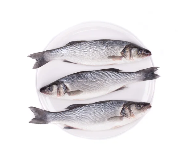 Fresh sea bass fish. — Stock Photo, Image