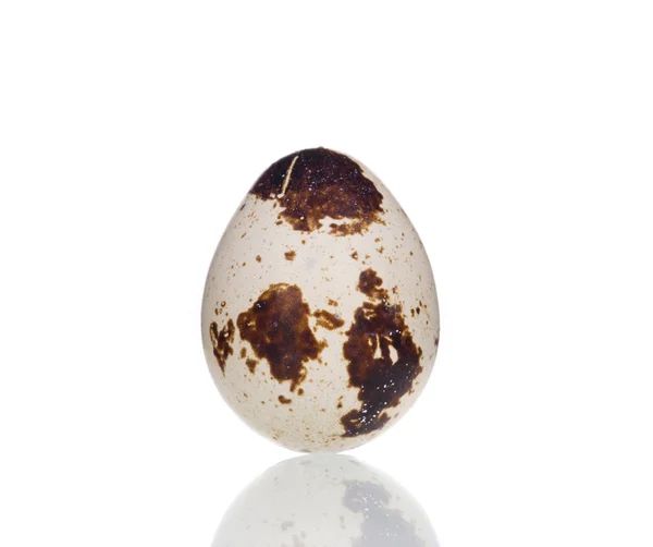Single quail egg. — Stock Photo, Image
