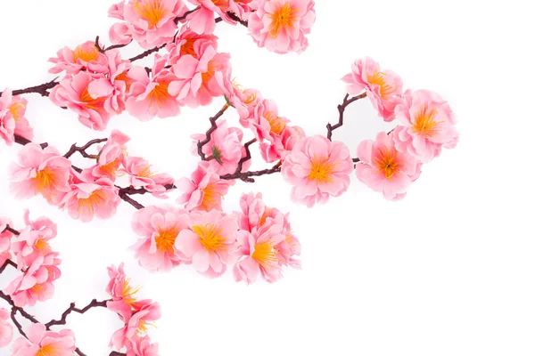 Růžové květy. — Stock fotografie