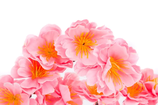 Rosa Blüten. — Stockfoto