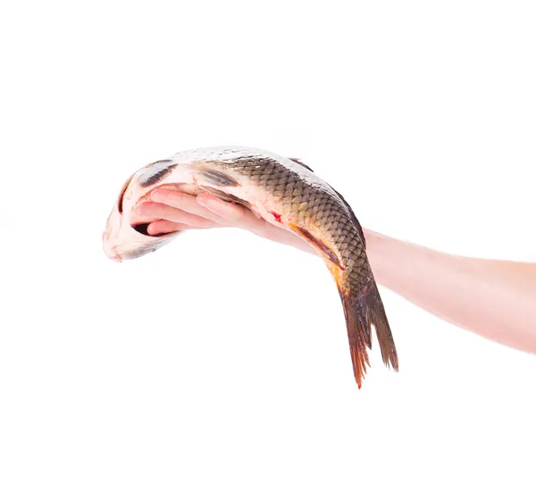 Karp i mans hand. — Stockfoto