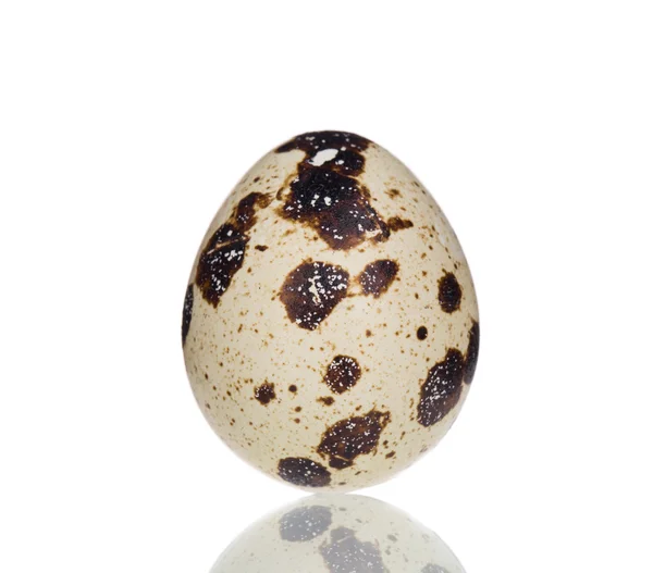 Quail egg. — Stock Photo, Image