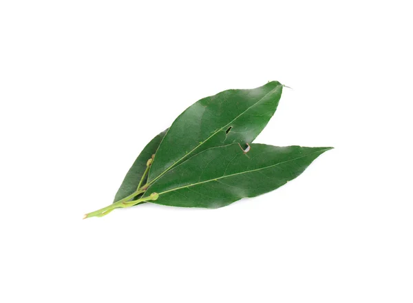 Green bay leaves. — Stock Photo, Image