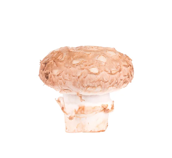 Champignon mushroom. — Stock Photo, Image