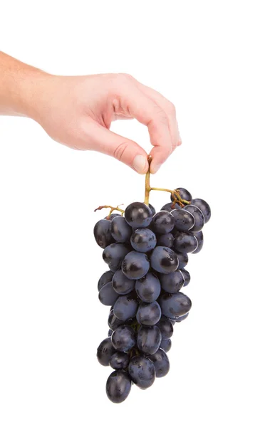 Grapes in hand. — Stock Photo, Image