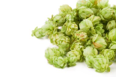 taze yeşil şerbetçiotu