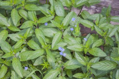 arka plan Mısır nane.