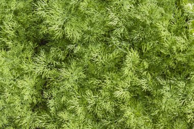 taze dereotu ot yakın çekim.