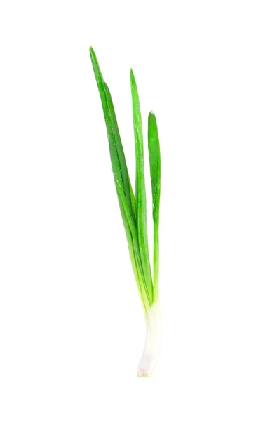 Spring onion. — Stock Photo, Image
