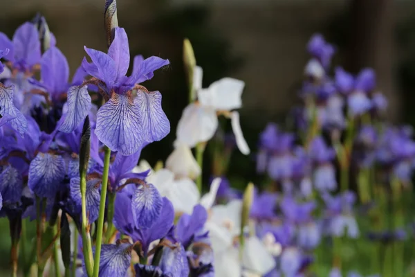 Pozadí Iris. — Stock fotografie