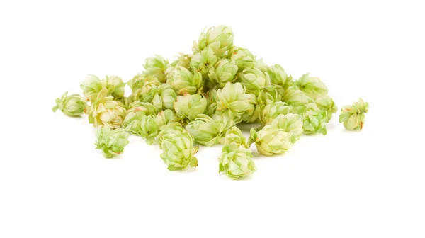 Petals of hop. — Stock Photo, Image