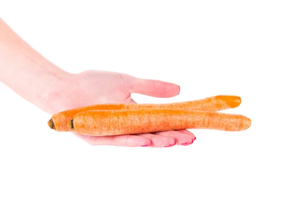 Hand holding carrots. — Stock Photo, Image