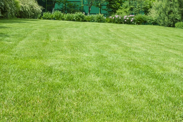 Grüner Rasen. — Stockfoto