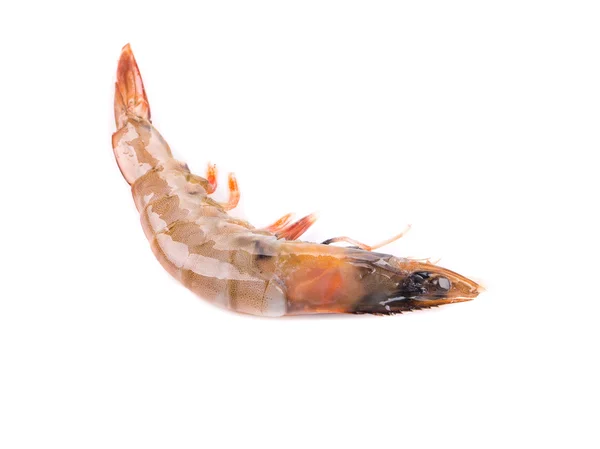 One raw shrimp. — Stock Photo, Image