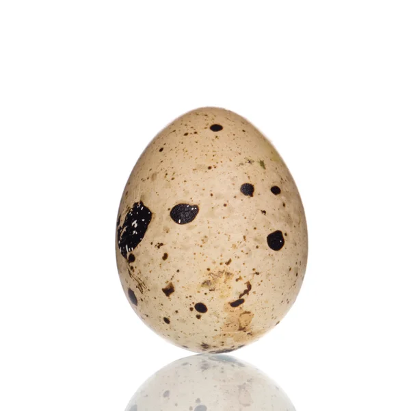 Quail egg. — Stock Photo, Image