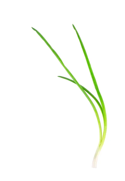 Beautiful spring onions. — Stock Photo, Image