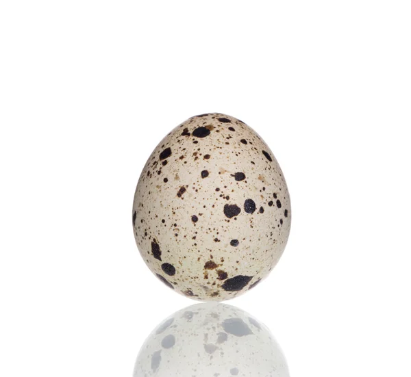 Standing Quail Egg — Stock Photo, Image