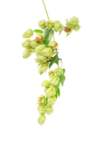 Hops plant twined vine — Stock Photo, Image