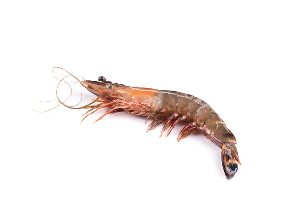 新鲜的老虎虾 — 图库照片