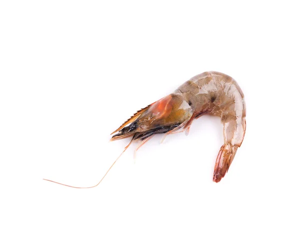 Fresh tiger shrimp — Stock Photo, Image