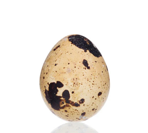 Quail egg. — Stock Photo, Image