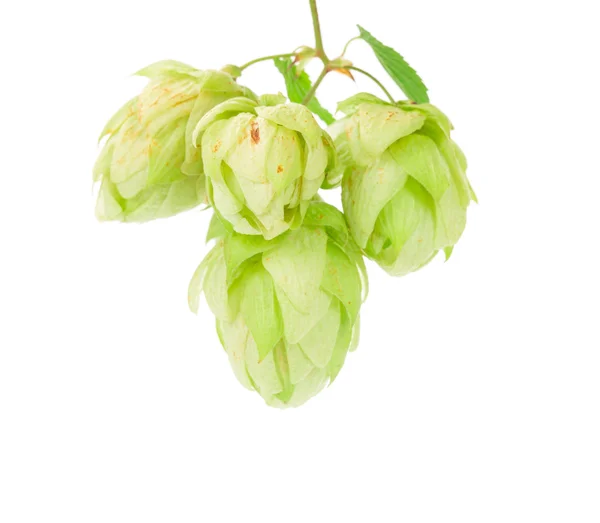 Branch of hops — Stock Photo, Image