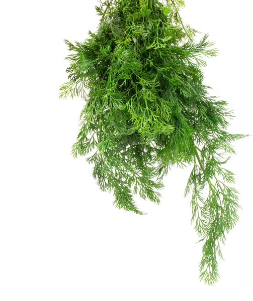 Massa dill — Stockfoto