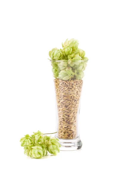 Glass of fresh green hops and barley — Stock Photo, Image