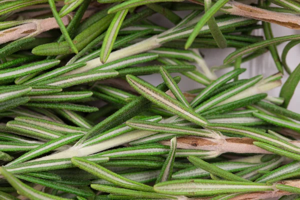 Rosemary herb — Stock Photo, Image