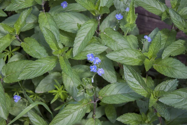 Fondo de la menta de maíz . — Foto de Stock