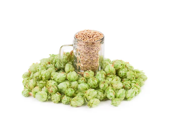 Bierkrug mit Hopfen. — Stockfoto