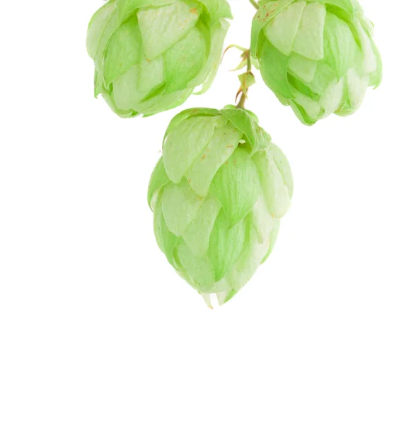 Beautiful hop — Stock Photo, Image