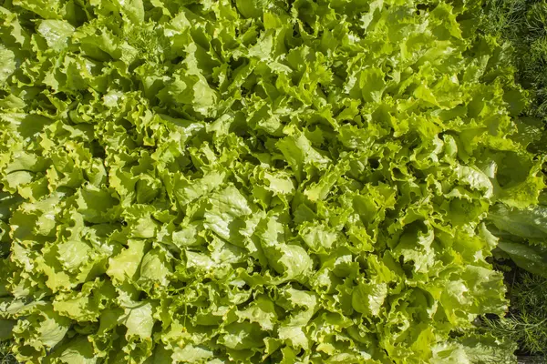 Fresh green lettuce. — Stock Photo, Image