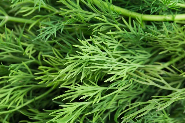 Close up of fresh dill herb. — Stock Photo, Image